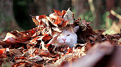 cat-and-leaves